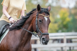 jockey